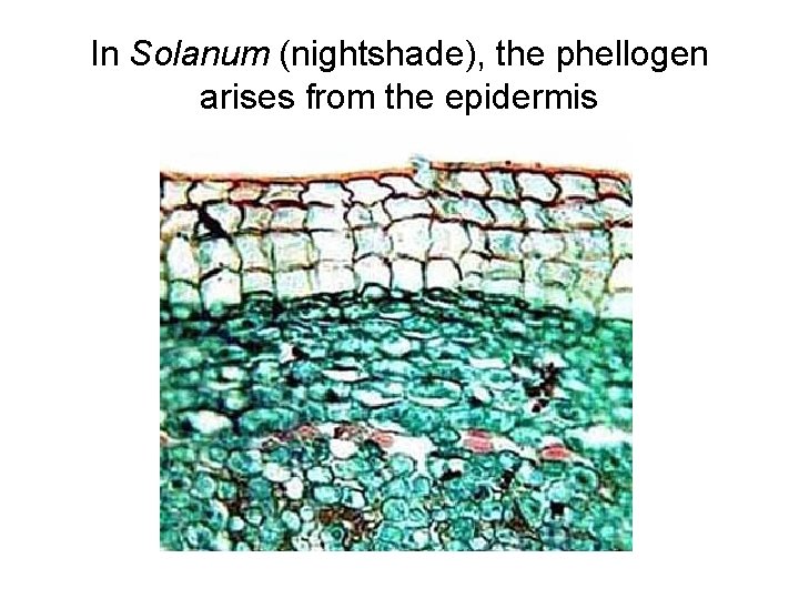 In Solanum (nightshade), the phellogen arises from the epidermis 