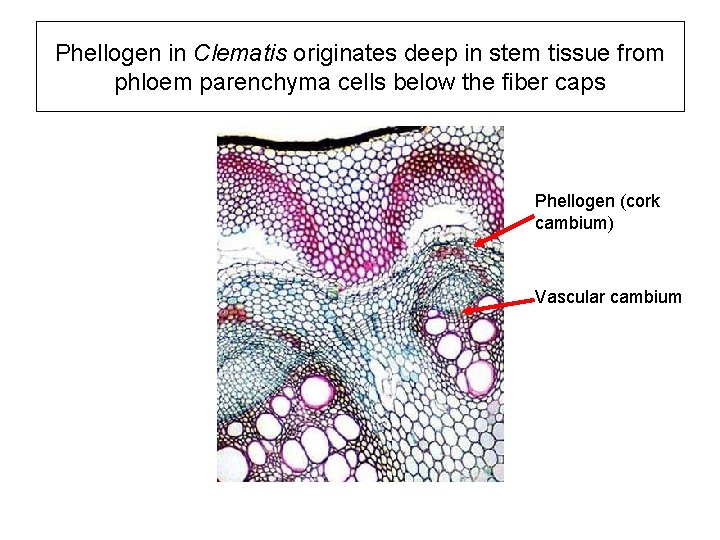 Phellogen in Clematis originates deep in stem tissue from phloem parenchyma cells below the