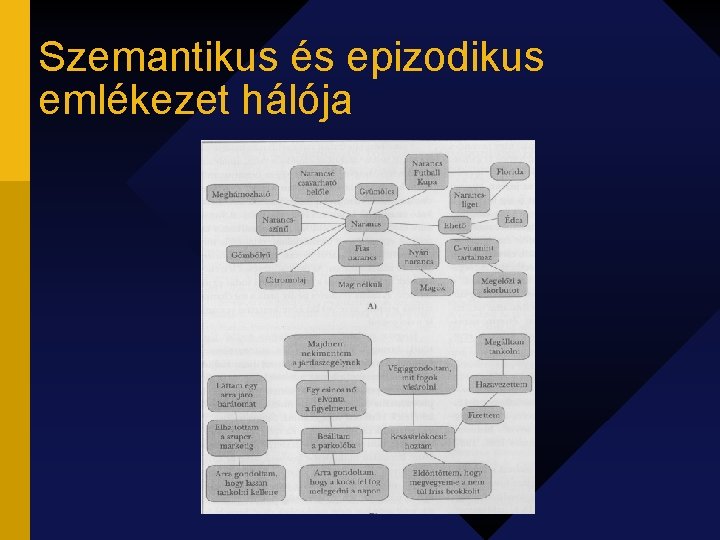 Szemantikus és epizodikus emlékezet hálója 