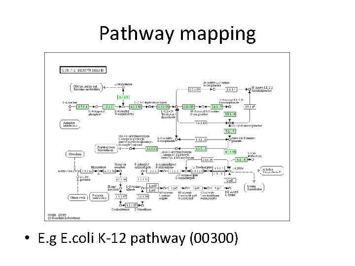 Pathway mapping • E. g E. coli K-12 pathway (00300) 