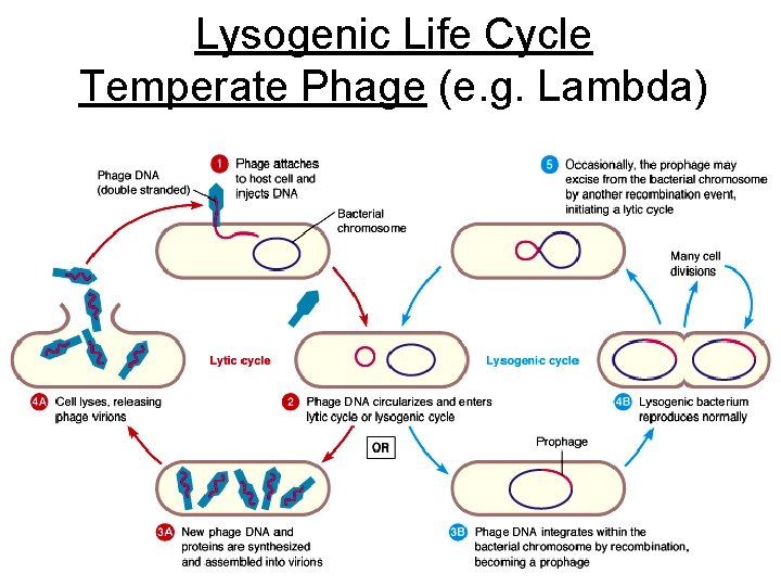 Lysogenic Life Cycle Temperate Phage (e. g. Lambda) 
