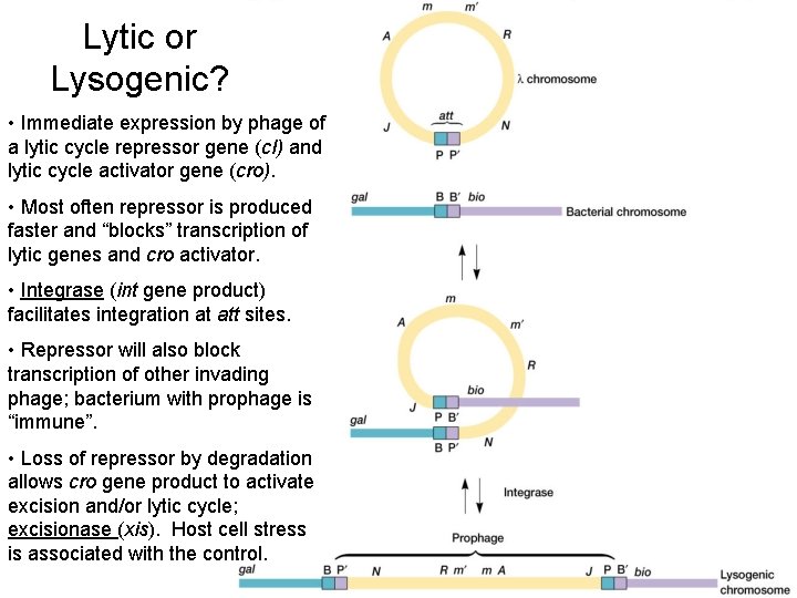 Lytic or Lysogenic? • Immediate expression by phage of a lytic cycle repressor gene