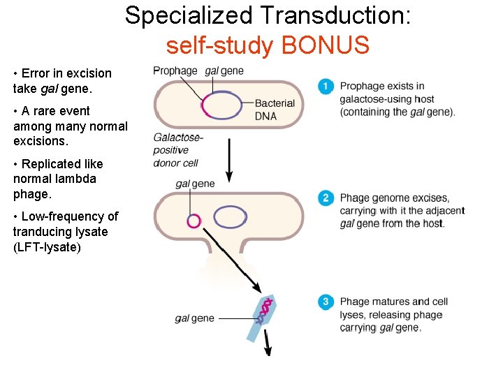 Specialized Transduction: self-study BONUS • Error in excision take gal gene. • A rare