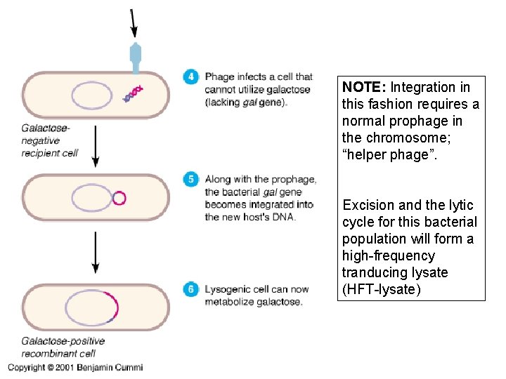 NOTE: Integration in this fashion requires a normal prophage in the chromosome; “helper phage”.