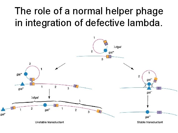 The role of a normal helper phage in integration of defective lambda. 