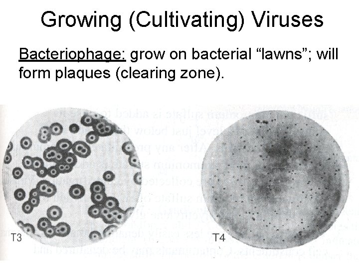 Growing (Cultivating) Viruses Bacteriophage: grow on bacterial “lawns”; will form plaques (clearing zone). 