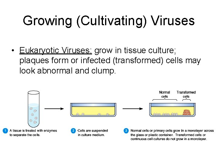 Growing (Cultivating) Viruses • Eukaryotic Viruses: grow in tissue culture; plaques form or infected