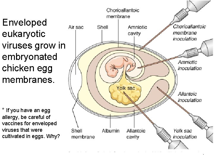 Enveloped eukaryotic viruses grow in embryonated chicken egg membranes. * If you have an