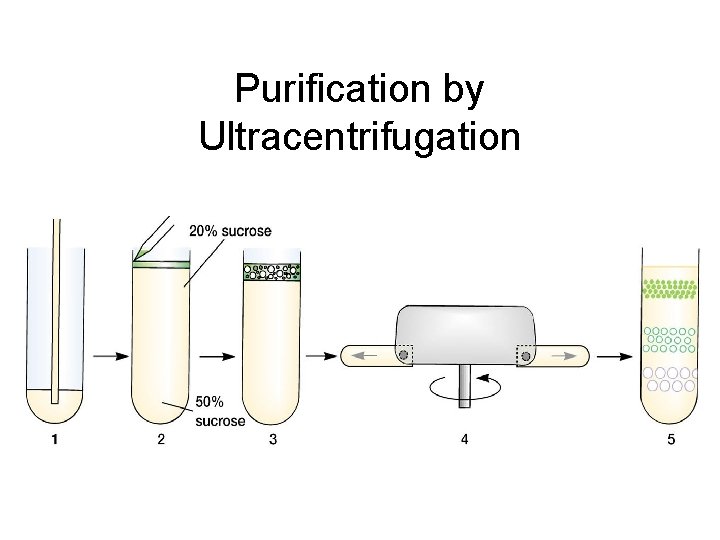 Purification by Ultracentrifugation 