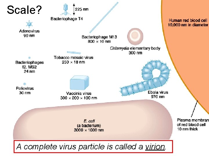 Scale? A complete virus particle is called a virion. 