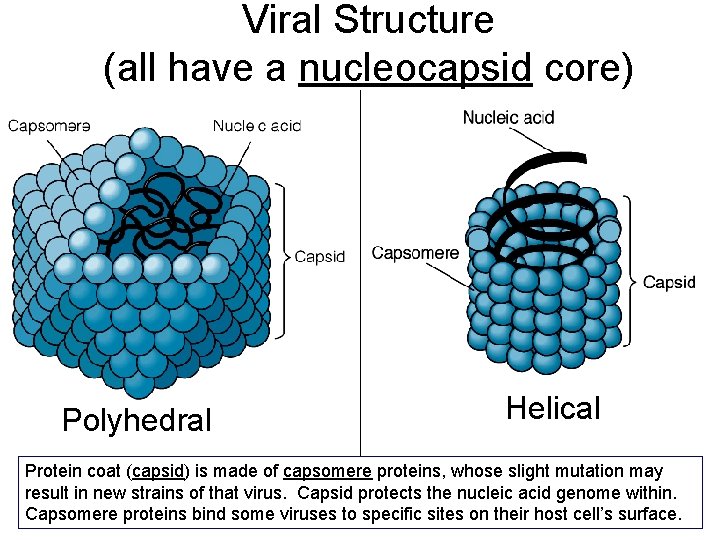 Viral Structure (all have a nucleocapsid core) Polyhedral Helical Protein coat (capsid) is made