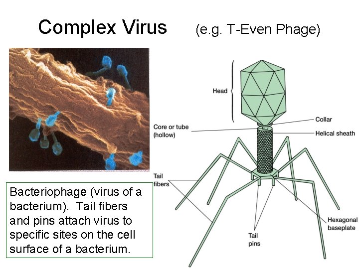 Complex Virus Bacteriophage (virus of a bacterium). Tail fibers and pins attach virus to