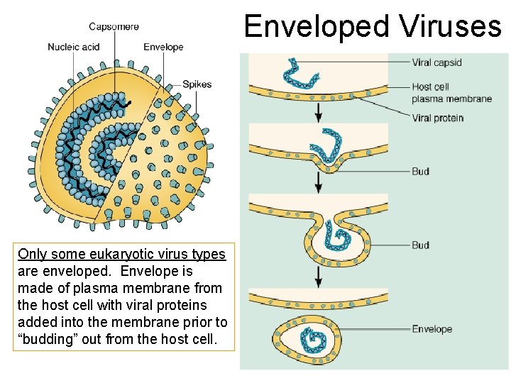 Enveloped Viruses Only some eukaryotic virus types are enveloped. Envelope is made of plasma