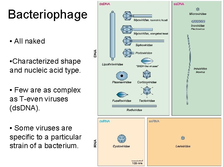 Bacteriophage • All naked • Characterized shape and nucleic acid type. • Few are