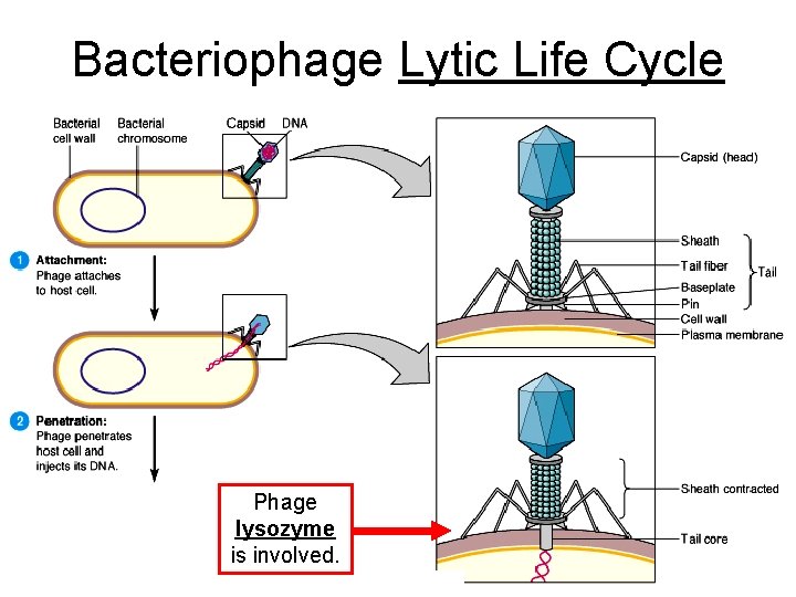 Bacteriophage Lytic Life Cycle Phage lysozyme is involved. 