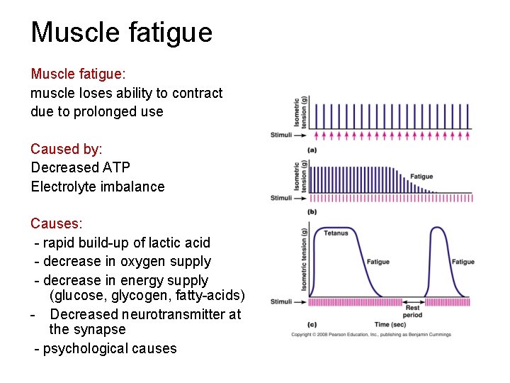 Muscle fatigue: muscle loses ability to contract due to prolonged use Caused by: Decreased