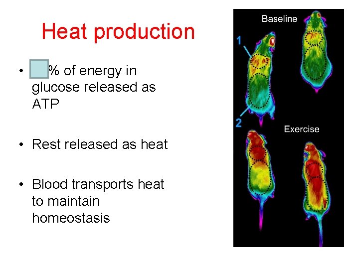 Heat production • 40% of energy in glucose released as ATP • Rest released