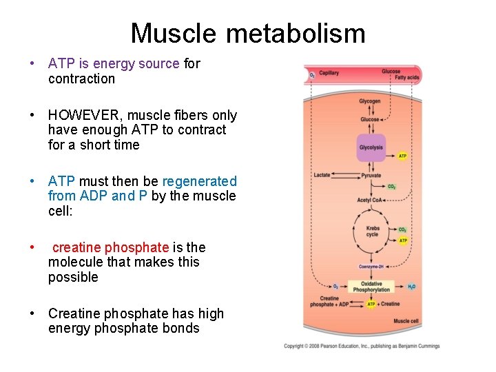 Muscle metabolism • ATP is energy source for contraction • HOWEVER, muscle fibers only