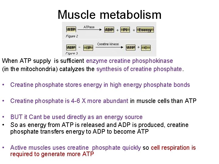 Muscle metabolism When ATP supply is sufficient enzyme creatine phosphokinase (in the mitochondria) catalyzes