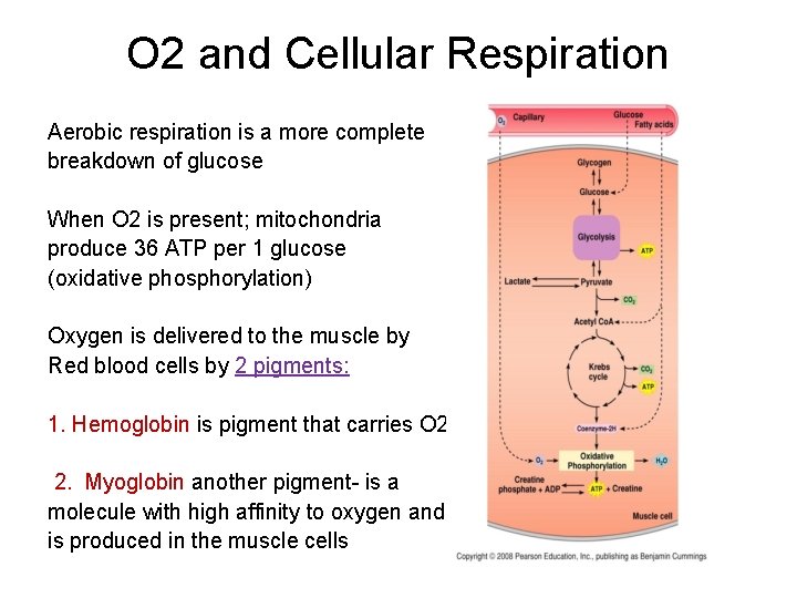 O 2 and Cellular Respiration Aerobic respiration is a more complete breakdown of glucose