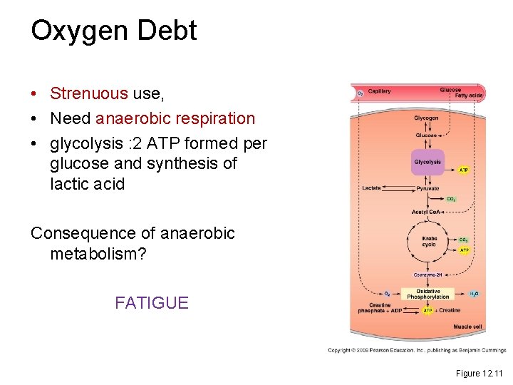 Oxygen Debt • Strenuous use, • Need anaerobic respiration • glycolysis : 2 ATP