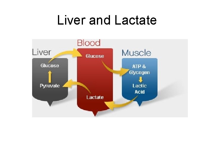 Liver and Lactate 