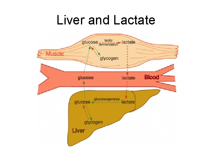 Liver and Lactate 