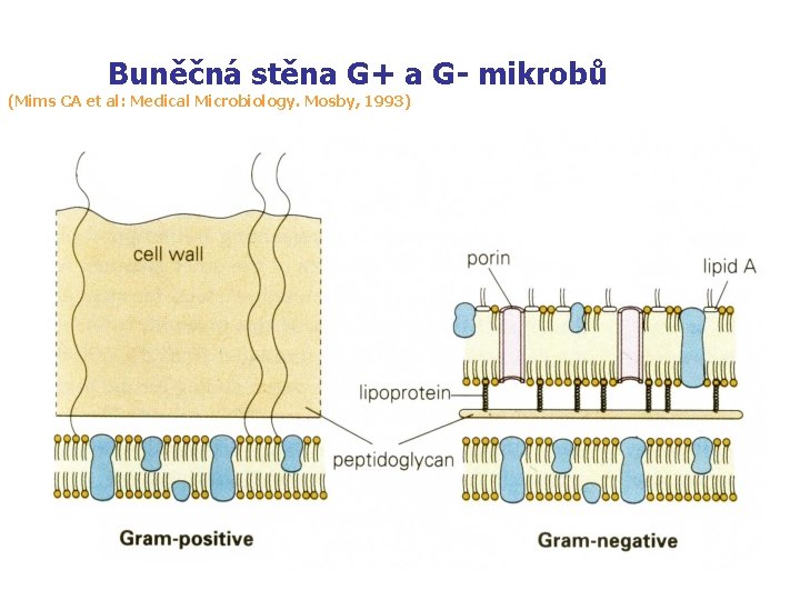  Buněčná stěna G+ a G- mikrobů (Mims CA et al: Medical Microbiology. Mosby,