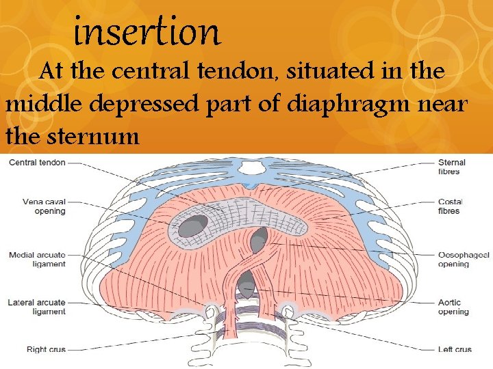 insertion At the central tendon, situated in the middle depressed part of diaphragm near