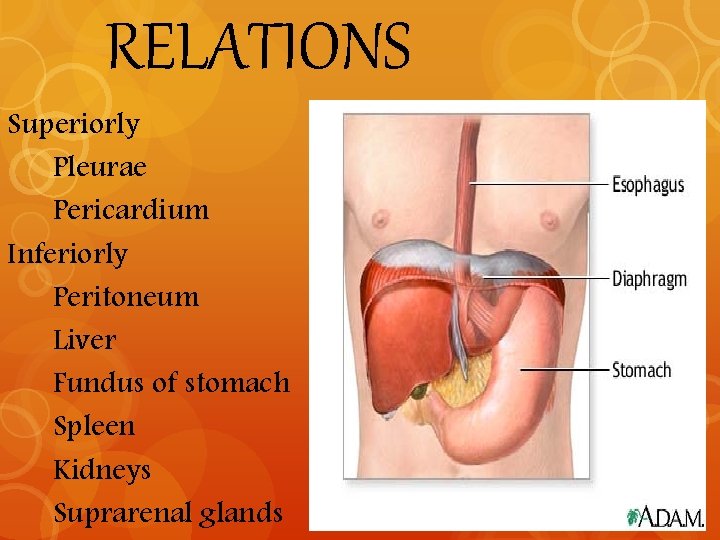 RELATIONS Superiorly Pleurae Pericardium Inferiorly Peritoneum Liver Fundus of stomach Spleen Kidneys Suprarenal glands