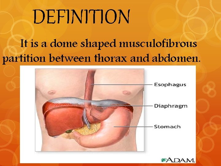 DEFINITION It is a dome shaped musculofibrous partition between thorax and abdomen. 