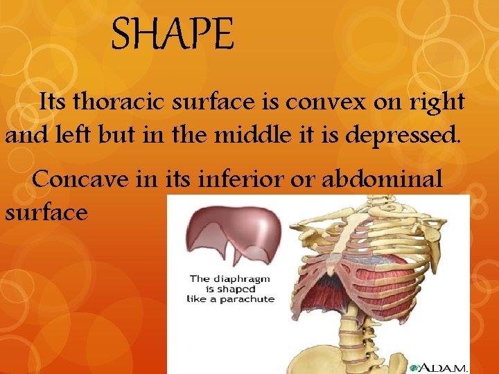 SHAPE Its thoracic surface is convex on right and left but in the middle