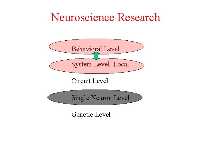 Neuroscience Research Behavioral Level System Level Local Circuit Level Single Neuron Level Genetic Level