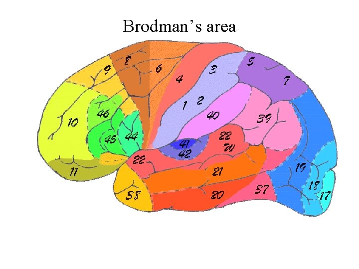 Brodman’s area 