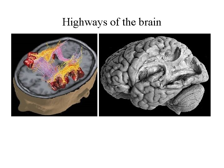 Highways of the brain 