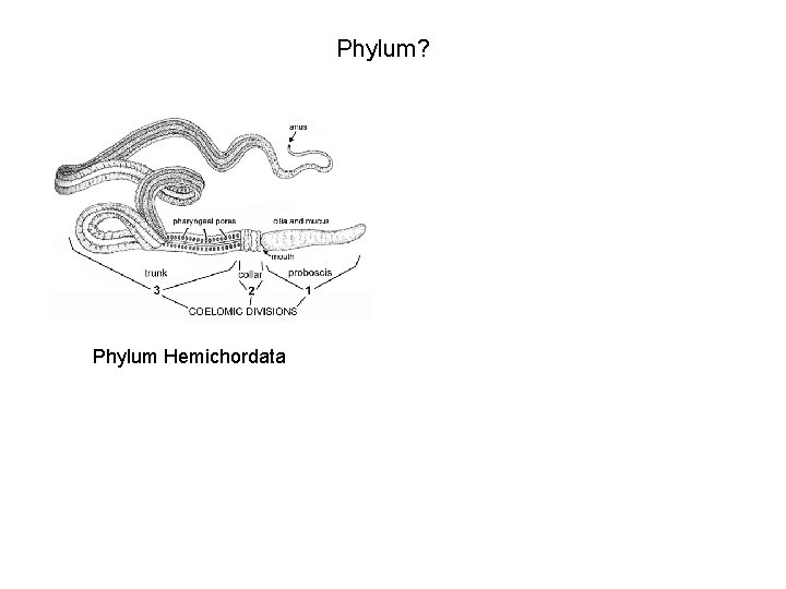 Phylum? Phylum Hemichordata 