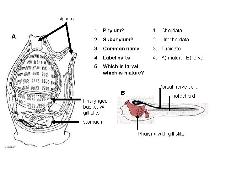 siphons A 1. Phylum? 1. Chordata 2. Subphylum? 2. Urochordata 3. Common name 3.