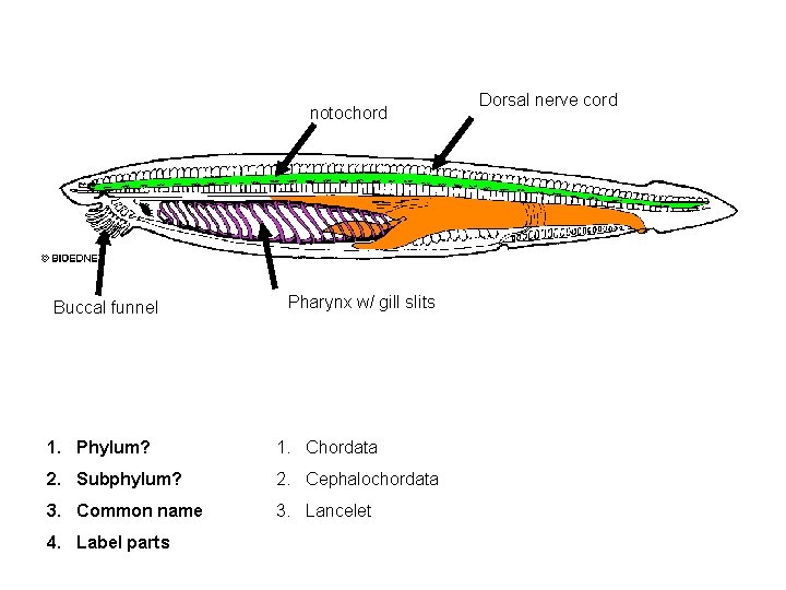 notochord Buccal funnel Pharynx w/ gill slits 1. Phylum? 1. Chordata 2. Subphylum? 2.