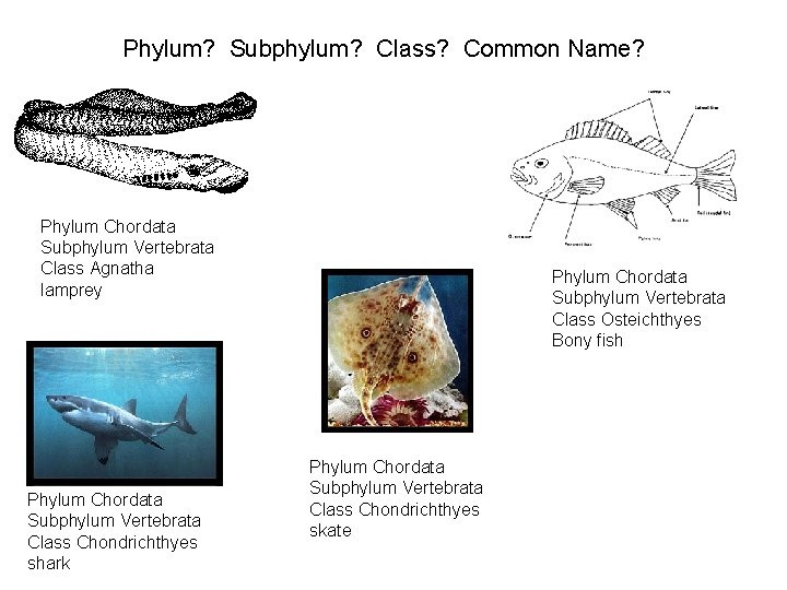 Phylum? Subphylum? Class? Common Name? Phylum Chordata Subphylum Vertebrata Class Agnatha lamprey Phylum Chordata