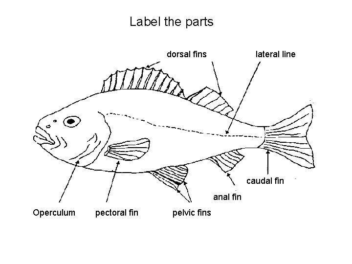 Label the parts dorsal fins lateral line caudal fin anal fin Operculum pectoral fin