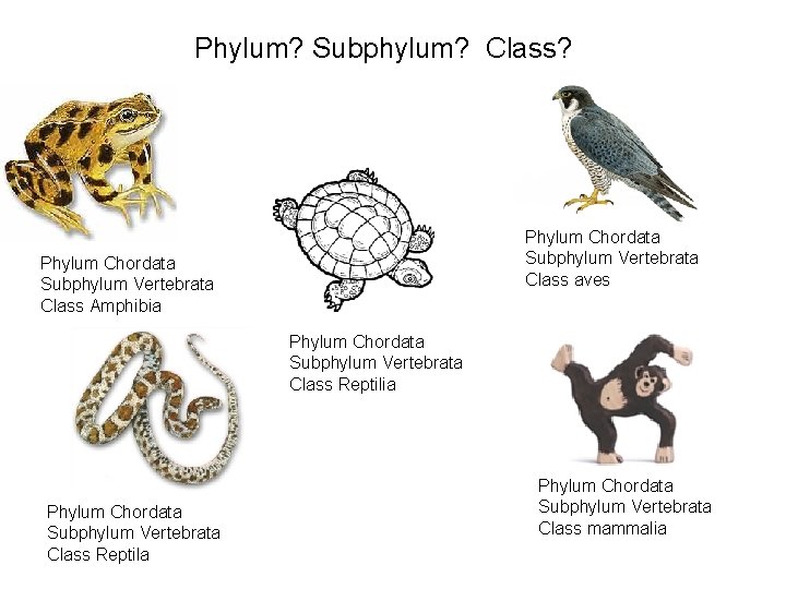 Phylum? Subphylum? Class? Phylum Chordata Subphylum Vertebrata Class aves Phylum Chordata Subphylum Vertebrata Class