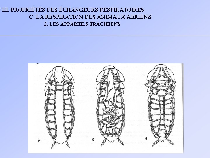 III. PROPRIÉTÉS DES ÉCHANGEURS RESPIRATOIRES C. LA RESPIRATION DES ANIMAUX AERIENS 2. LES APPAREILS