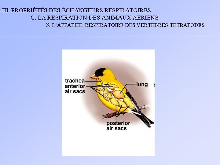 III. PROPRIÉTÉS DES ÉCHANGEURS RESPIRATOIRES C. LA RESPIRATION DES ANIMAUX AERIENS 3. L’APPAREIL RESPIRATOIRE