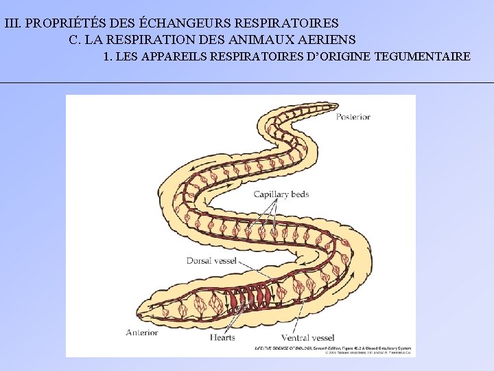 III. PROPRIÉTÉS DES ÉCHANGEURS RESPIRATOIRES C. LA RESPIRATION DES ANIMAUX AERIENS 1. LES APPAREILS