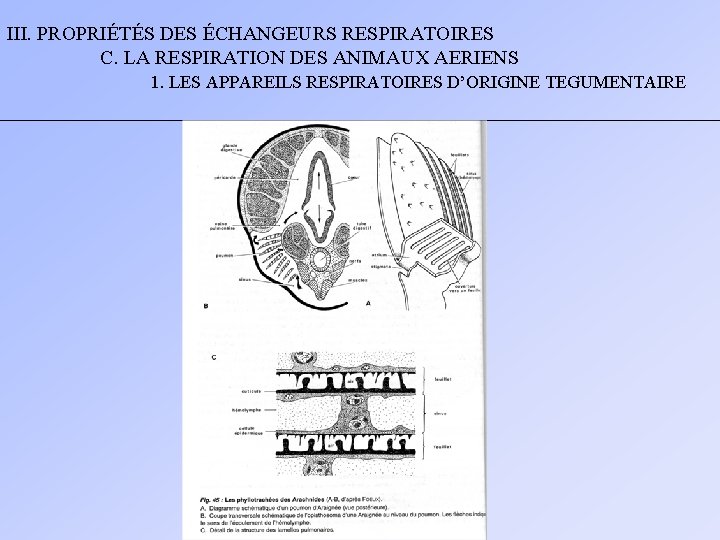 III. PROPRIÉTÉS DES ÉCHANGEURS RESPIRATOIRES C. LA RESPIRATION DES ANIMAUX AERIENS 1. LES APPAREILS