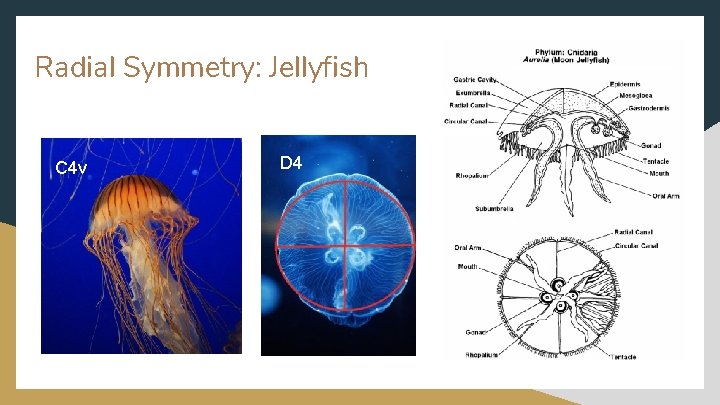 Radial Symmetry: Jellyfish C 4 v D 4 