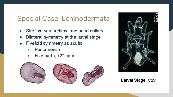 Special Case: Echinodermata ● Starfish, sea urchins, and sand dollars ● Bilateral symmetry at