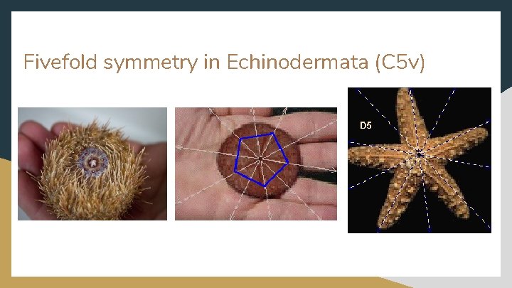 Fivefold symmetry in Echinodermata (C 5 v) 