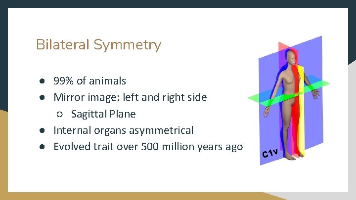 Bilateral Symmetry ● 99% of animals ● Mirror image; left and right side ○