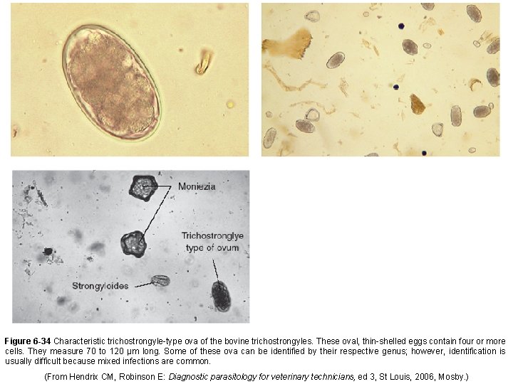 Figure 6 -34 Characteristic trichostrongyle-type ova of the bovine trichostrongyles. These oval, thin-shelled eggs